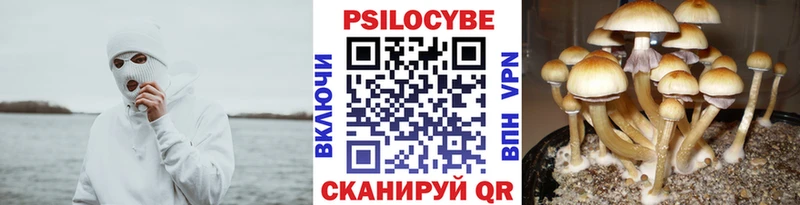 Купить  Сосенский  Галлюциногенные грибы MAGIC MUSHROOMS 